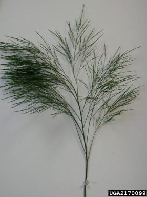 asparagus, Asparagus officinalis  (Liliales: Liliaceae) - 2170099