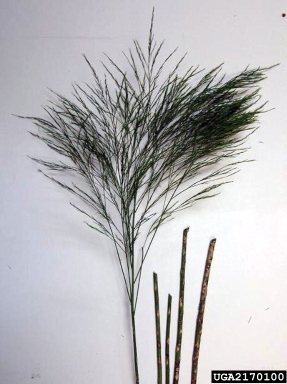 Phaeosphaeria fungi (Phaeosphaeria spp. ) on asparagus (Asparagus officinalis ) - 2170100