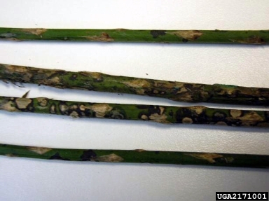 Phaeosphaeria fungi (Phaeosphaeria spp. ) on asparagus (Asparagus officinalis ) - 2171001