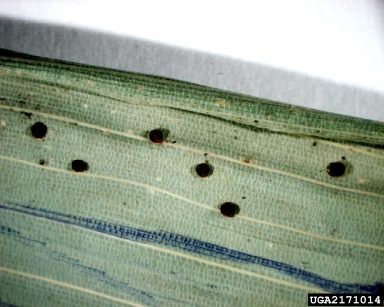 bamboo rust (Puccinia phyllostachydis ) on bamboo (Bambusa spp. ) - 2171014