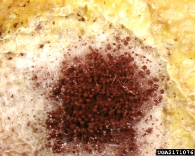 Aspergillus fungi (Aspergillus spp. ) on citrus (Citrus spp. ) - 2171076