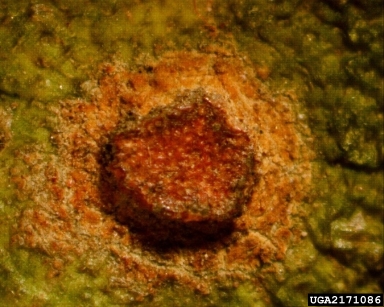 bitter rot and anthracnose (Colletotrichum gloeosporioides ) on citrus (Citrus spp. ) - 2171086
