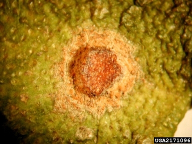 bitter rot and anthracnose (Colletotrichum gloeosporioides ) on citrus (Citrus spp. ) - 2171096
