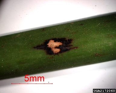 Leptosphaeria leaf blight (Leptosphaeria spp. ) on flatsedge (Cyperus spp. ) - 2172060