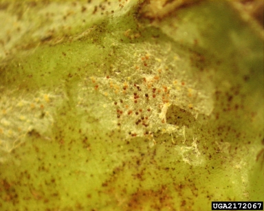 powdery mildew (Sphaerotheca delphinii ) on larkspur (Delphinium spp. ) - 2172067