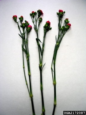 carnation, Dianthus spp.  (Caryophyllales: Caryophyllaceae) - 2172087