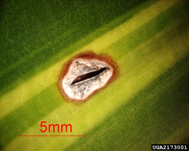 Leptosphaeria leaf blight (Leptosphaeria dracaenae ) on dracaena (Dracaena spp. ) - 2173001