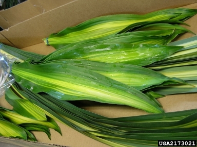 Leptosphaeria leaf blight (Leptosphaeria dracaenae ) on dracaena (Dracaena spp. ) - 2173021