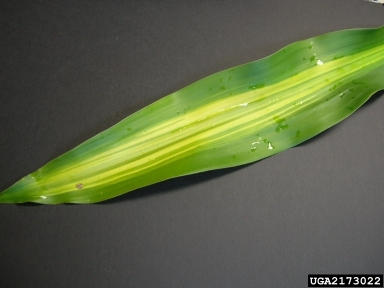 Leptosphaeria leaf blight (Leptosphaeria dracaenae ) on dracaena (Dracaena spp. ) - 2173022