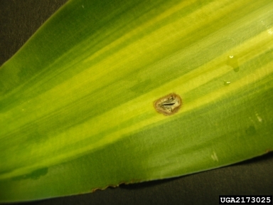 Leptosphaeria leaf blight (Leptosphaeria dracaenae ) on dracaena (Dracaena spp. ) - 2173025
