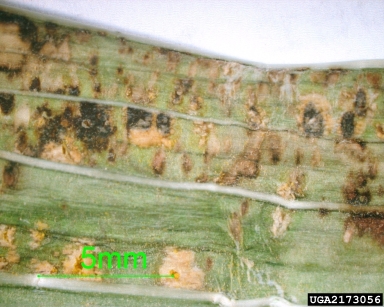 gladiolus rust (Uromyces transversalis ) on gladiolus (Gladiolus spp. ) - 2173056