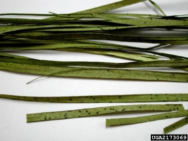 Graphiola leaf spot (Graphiola spp. ) on flatsedge (Cyperus spp. ) - 2173069