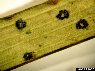 Graphiola leaf spot (Graphiola spp. ) on flatsedge (Cyperus spp. ) - 2173070