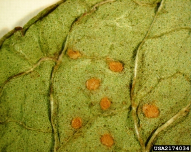 mint rust (Puccinia menthae ) on mint (Mentha spp. ) - 2174034