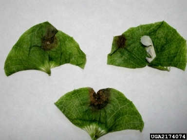 leaf spot disease of Bells-of-Ireland (Cercospora moluccella ) on moluccella (Moluccella spp. ) - 2174074