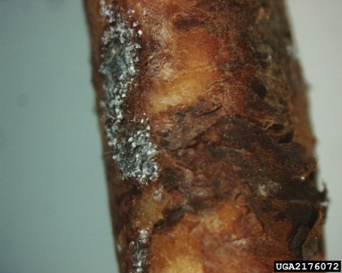 Truncatella fungus, Truncatella angustata  (Xylariales: Amphisphaeriaceae) - 2176072