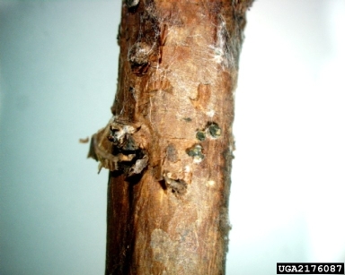 Truncatella fungus (Truncatella angustata ) on rose (Rosa spp. ) - 2176087