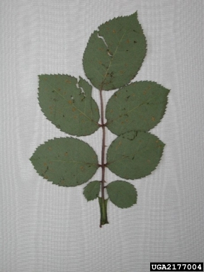 rose rusts (Phragmidium spp. ) on rose (Rosa spp. ) - 2177004