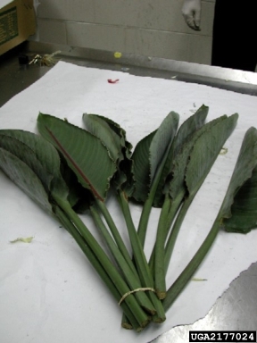 bird-of-paradise, Strelitzia spp.  (Zingiberales: Strelitziaceae) - 2177024