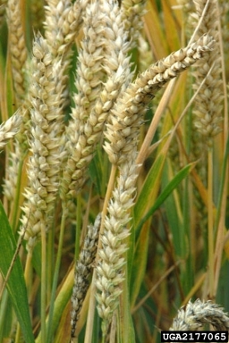 wheat stem rust (Puccinia graminis ) on wheat (Triticum spp. ) - 2177065