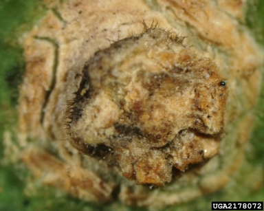 bitter rot and anthracnose (Colletotrichum gloeosporioides ) on citrus (Citrus spp. ) - 2178072