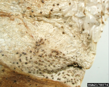 bitter rot and anthracnose (Colletotrichum gloeosporioides ) on citrus (Citrus spp. ) - 2178074
