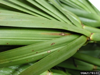 Leptosphaeria leaf blight (Leptosphaeria spp. ) on flatsedge (Cyperus spp. ) - 2178100