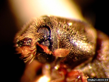 foureyed spruce bark beetle, Polygraphus rufipennis  (Coleoptera: Curculionidae) - 2180039