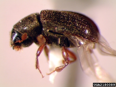 foureyed spruce bark beetle, Polygraphus rufipennis  (Coleoptera: Curculionidae) - 2180089
