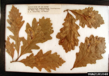 solitary oak leafminer, Cameraria hamadryadella  (Lepidoptera: Gracillariidae) - 2181048
