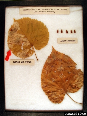 basswood leafminer, Baliosus nervosa  (Coleoptera: Chrysomelidae) - 2181049