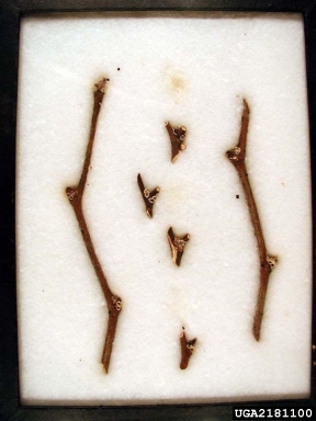 European elm scale, Gossyparia spuria  (Hemiptera: Eriococcidae) - 2181100