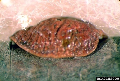 European fruit lecanium, Parthenolecanium corni  (Hemiptera: Coccidae) - 2182009