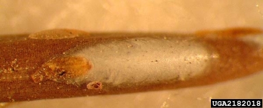 pine needle scale, Chionaspis pinifoliae  (Hemiptera: Diaspididae) - 2182018