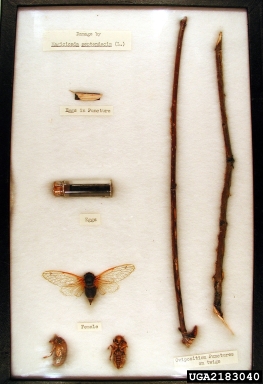 periodical cicada, Magicicada septendecim  (Hemiptera: Cicadidae) - 2183040
