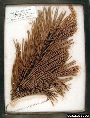 pine tortoise scale, Toumeyella parvicornis  (Hemiptera: Coccidae) - 2183093