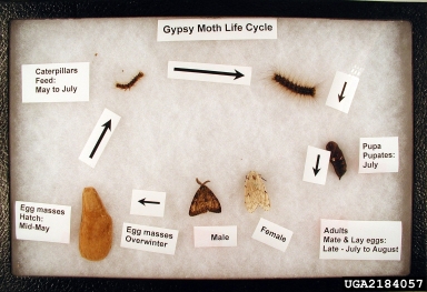 gypsy moth, Lymantria dispar  (Lepidoptera: Lymantriidae) - 2184057