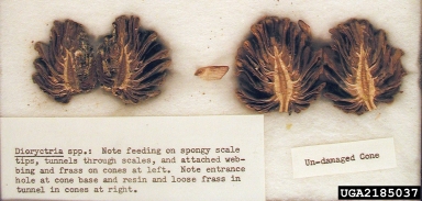 cone worms, Dioryctria spp.  (Lepidoptera: Pyralidae) - 2185037