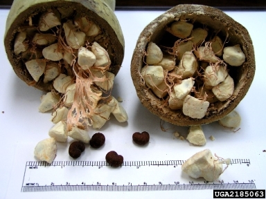 baobab tree/ monkey bread tree, Adansonia digitata  (Malvales: Bombacaceae) - 2185063