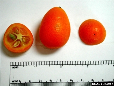 kumquat, Fortunella spp.  (Sapindales: Rutaceae) - 2185097