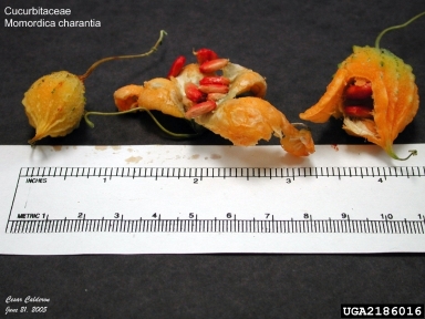 balsamapple, Momordica charantia  (Violales: Cucurbitaceae) - 2186016