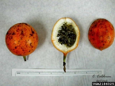sweet granadilla, Passiflora ligularis  (Violales: Passifloraceae) - 2186025