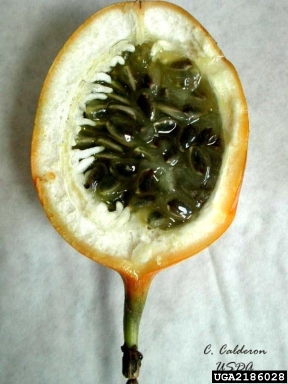 sweet granadilla, Passiflora ligularis  (Violales: Passifloraceae) - 2186028