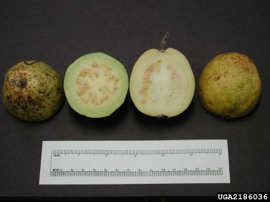 guava, Psidium guajava  (Myrtales: Myrtaceae) - 2186036