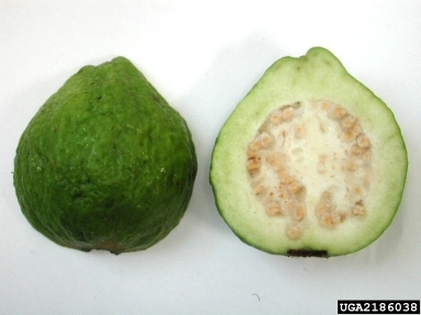 guava, Psidium guajava  (Myrtales: Myrtaceae) - 2186038