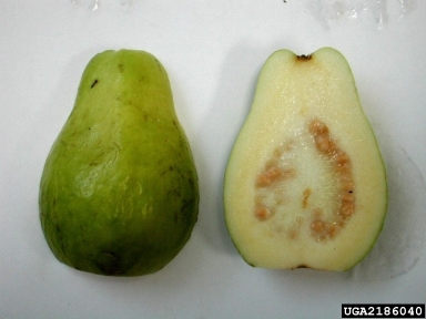 guava, Psidium guajava  (Myrtales: Myrtaceae) - 2186040