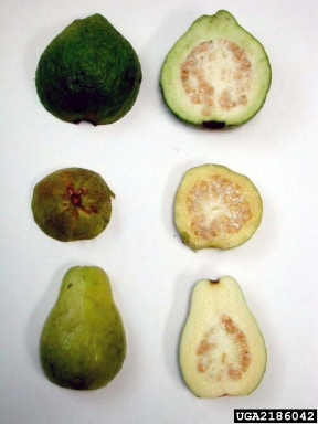 guava, Psidium guajava  (Myrtales: Myrtaceae) - 2186042