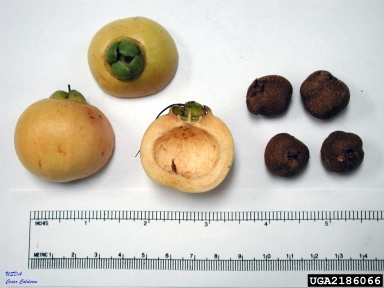 Malabar plum, Syzygium jambos  (Myrtales: Myrtaceae) - 2186066