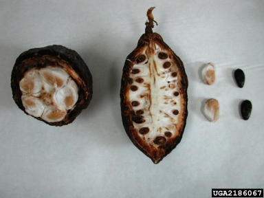 cacao, Theobroma cacao  (Malvales: Sterculiaceae) - 2186067