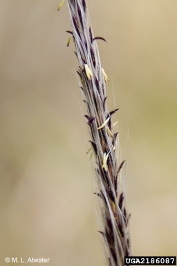 cogongrass, Imperata cylindrica  (Cyperales: Poaceae) - 2186087
